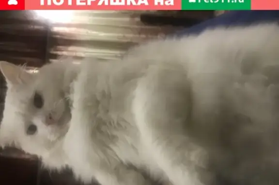 Пропал кот в селе Доброе, Симферопольский район!