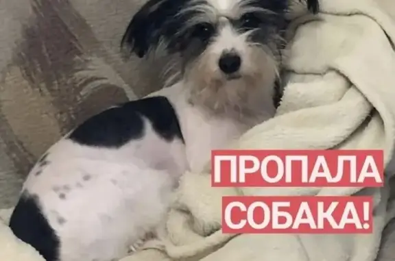 Пропала собака Ляля в районе Старых Кузьменок