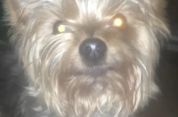Пропала собака Черчель в Геленджике, вознаграждение