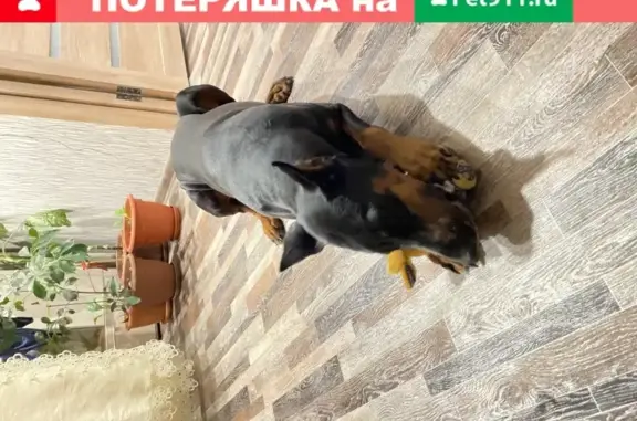 Собака Доберман найдена в Ульяновске