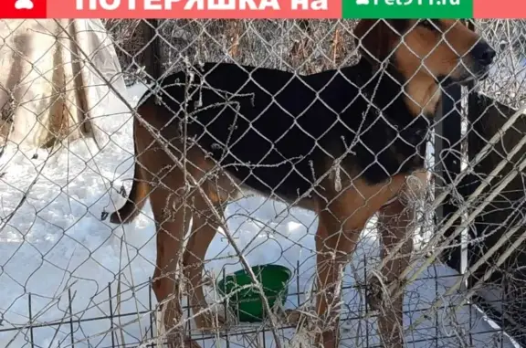 Найдена большая собака в Тульской области