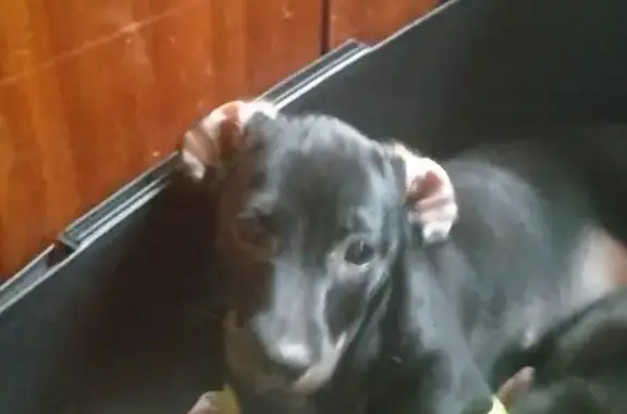 Собаки потеряшки, Йошкар-Ола, фото: Потеряшка собака терьер возле обувной фабрики в Йошкар-Оле