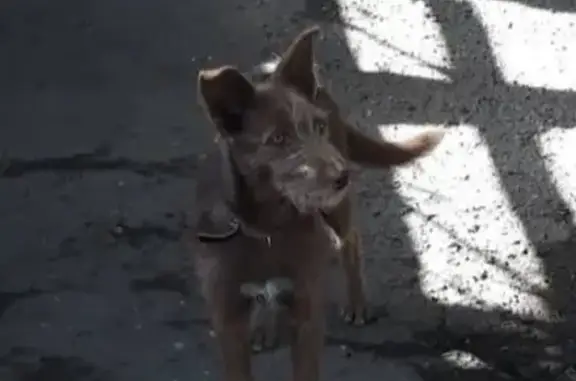 Пропала собака Нара на улице Краснопартизанской, Оренбург