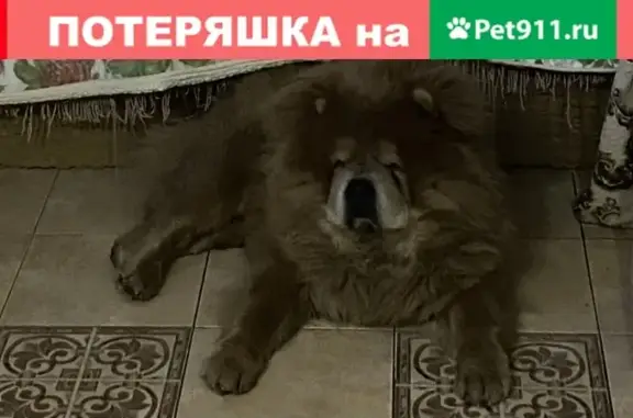 Пропала собака породы чау-чау в Оренбурге