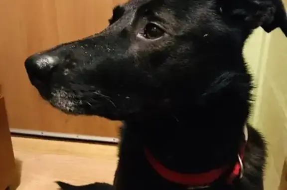 Найден чёрный пёс с шрамом в Москве