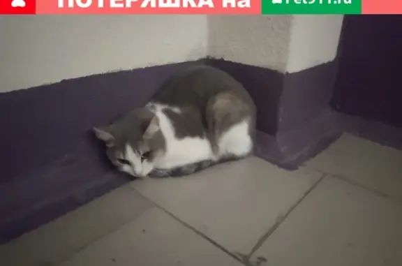 Найдена домашняя кошка в Тюмени