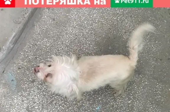 Собака Китайская хохлатая найдена в Челябинске.