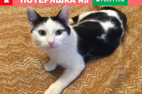 Ласковый домашний кот потерялся на Липецкой улице