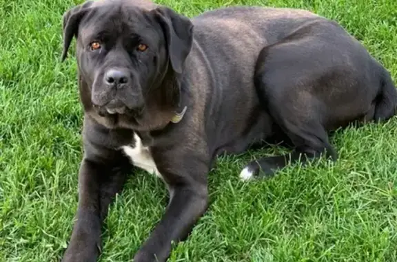 Пропала собака в Константиновке, зовут Джесси, черная с белыми пятнами