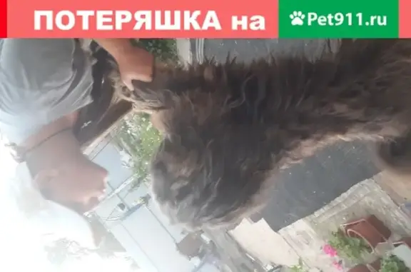 Пропала собака Ло-ло в Новосибирске