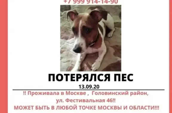Пропала собака Прия в Пушкино с клеймом.
