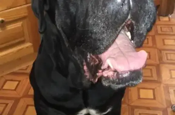 Собака Кобель найдена в Балашихе с поводком