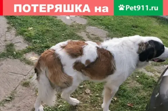Пропала собака Московская сторожевая в Ивашково.