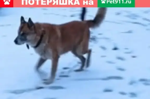 Найден крупный рыжий кобель в Кировском р-не Санкт-Петербурга
