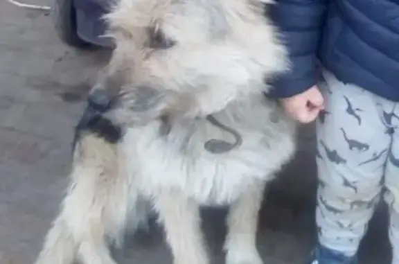 Собаки потеряшки, Липецк, фото: Потеряшка собака в Липецке с ошейником