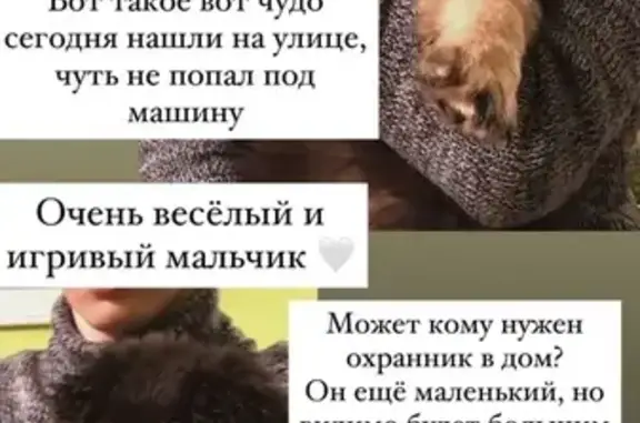 Найдена собака на перекрестке Байкальской и Трилиссера