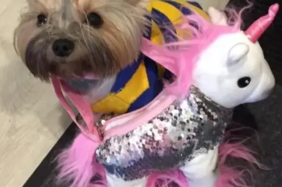 Собаки потеряшки, Липецк, фото: Потеряшка йоркширский терьер в районе магазина Ноябрьский, Липецк