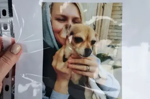 Собаки потеряшки, Нижний Новгород, фото: Потеряшка собака в деревне Юркино