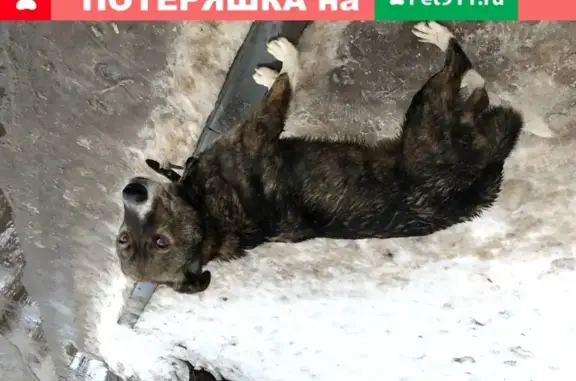 Пёс с ошейником на ул. Переверткина, Воронеж