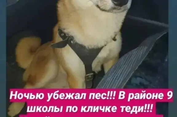 Пропала собака в Батайске - помогите!