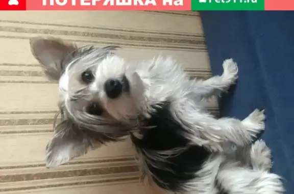 Пропала собака в Александровке ЛО, тел. 89500268625