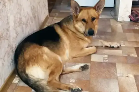 Пропала собака Малышка в Казани, ул. Чуйкова, 39 квартал