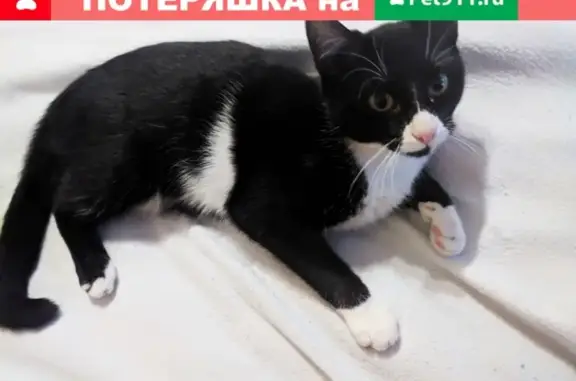 Найдена кошка на 11-й линии ВО, СПб