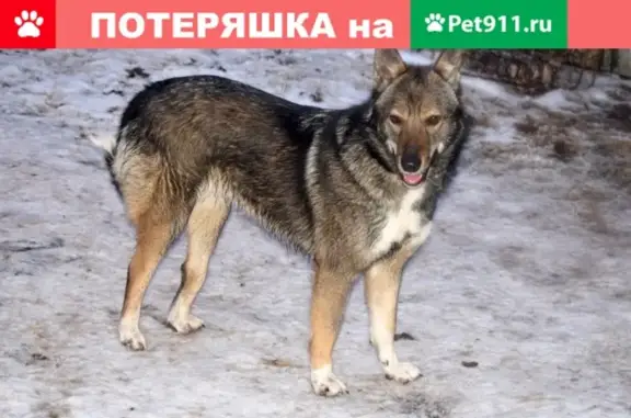 Пропала собака Дайна в СНТ Нокса Авиа, Казань