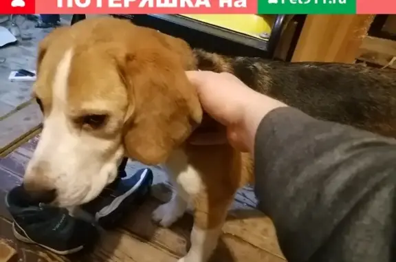 Собака Бигль найдена в Санкт-Петербурге.