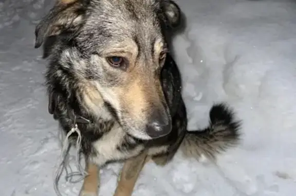 Собака найдена в коттеджном поселке Солнечная поляна, Пушкино.