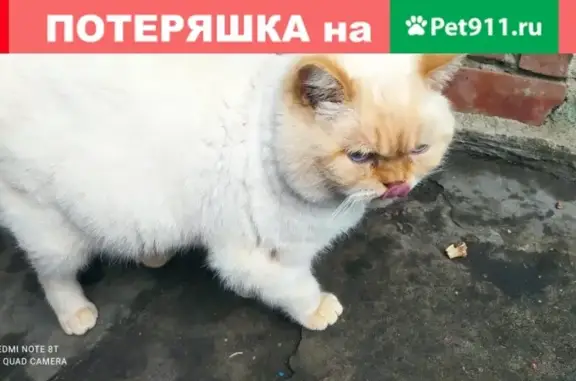 Пропала британская кошка в Пятигорске, звоните 89097661188.