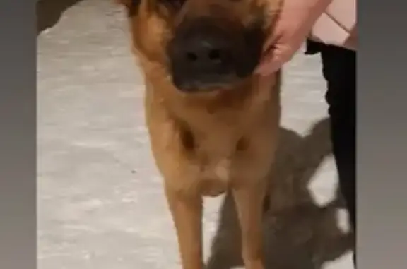 Собака найдена в Звёздном городке, Московская область (адрес: 60)