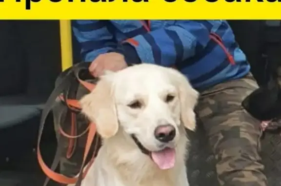 Пропала собака Аксель в Раменском, Московская обл.