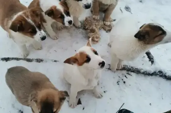 Беспородные щенки ищут дом в Сергиевом Посаде