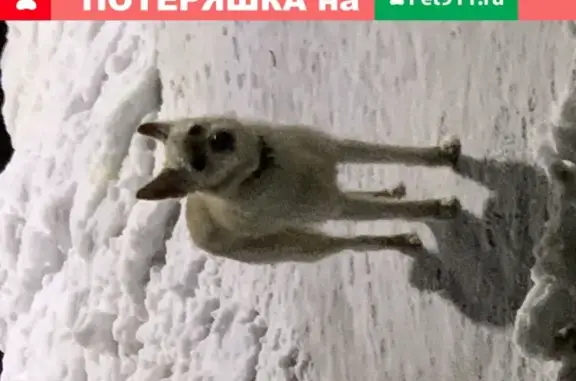 Найдена собака в Обнинске на ул. Энгельса 19А