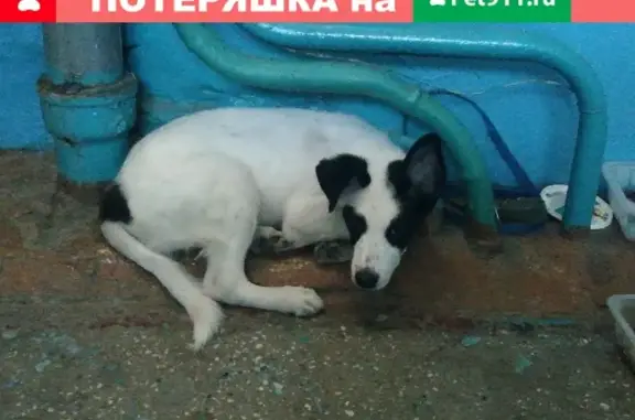 Найдена собака на пр. Ленина 131