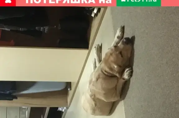 Собака Золотой ретривер найдена в Сергиевом Посаде.