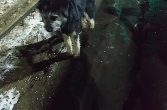 Собака найдена на ул. Гайдара в Туле
