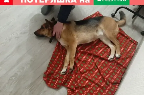 Найдена добрая собака в Наро-Фоминске