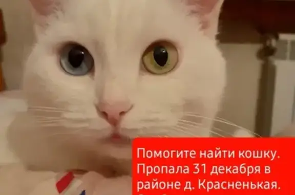 Пропала белая кошка, вознаграждение, Тамбовская область, деревня Красненькая