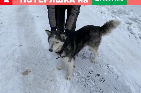 Найдена собака в д. Головеньки, Наро-Фоминск - ищет хозяина