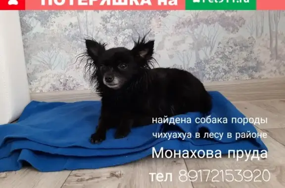 Собака Чихуахуа найдена в лесу, Саратов.