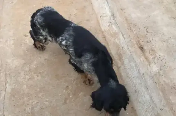 Найдена любящая детей собака в Володаровском районе, Астраханская область