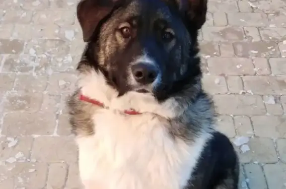 Пропала собака в Казани с красным ошейником