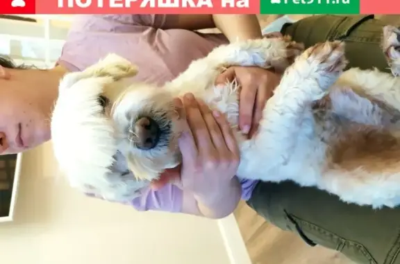 Найдена собака, Санкт-Петербург, фото: Собака Кобель найдена в Санкт-Петербурге.