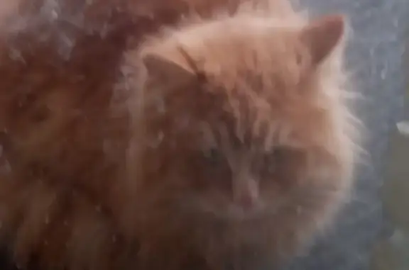 Найдена рыжая кошка с белым хвостом в Дедовске