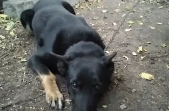 Пропала собака Амур в Белгороде