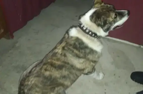 Найдена собака в Берëзки, Солнечногорского района