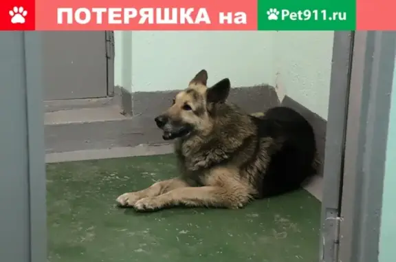 Найден пес на Долгоозерной 13, СПб