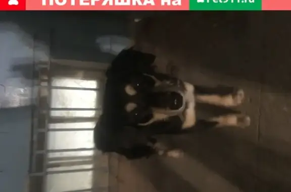 Найдена собака на ботанике в Екатеринбурге